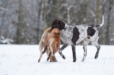 german-shorthaired-pointer-fox.jpg