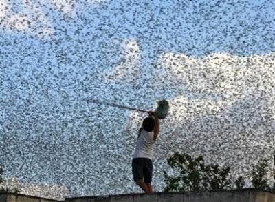 Swarms.jpg