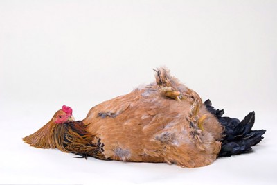 DeadBird.jpg