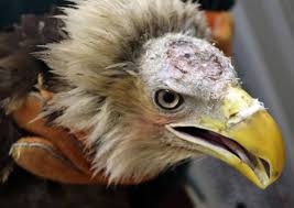 BALD eagle.jpg